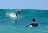 Surfing Dolphin - Sean O'Shea