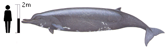 Baird's Beaked Whale image