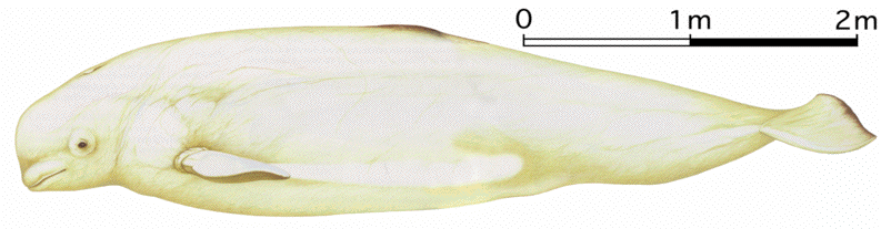 Beluga Whale Image
