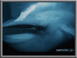 Blue whale image