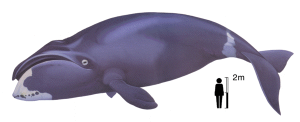 Bowhead whale image
