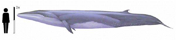 Bryde's whale image
