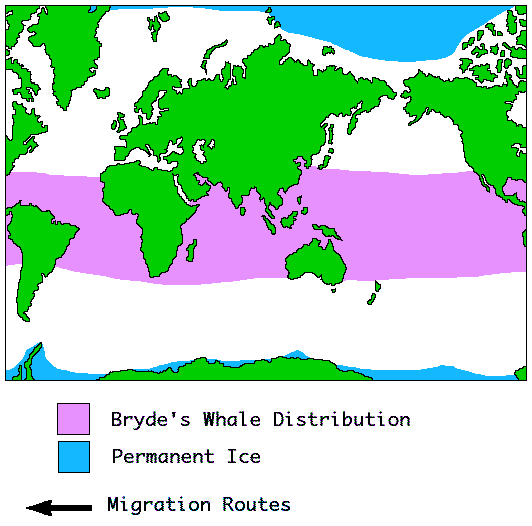 Bryde's whale Distribution Info