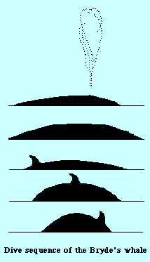 Dive sequence of the Bryde's whale