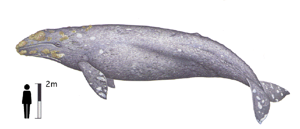 Gray whale image