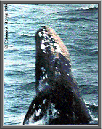 Gray whale image