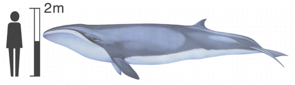 Pygmy Right whale image