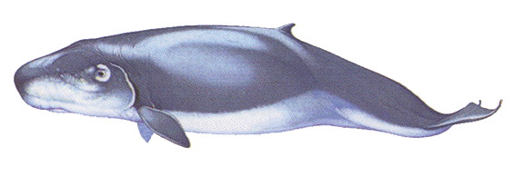 Pygmy Sperm whale image