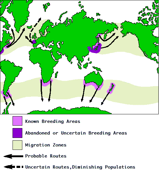Right whale Distribution Map
