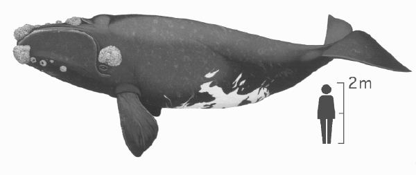 right whale image