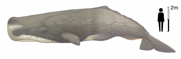 Sperm whale image