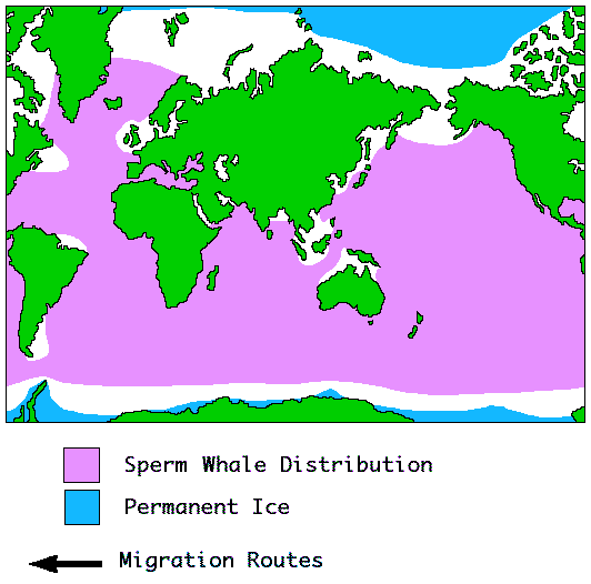 Sperm whale Distribution Map