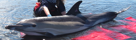 A dolphin satellite-tagged during a rescue on Cape Cod, USA - 14 September, 2014