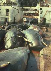 Slaughtered Sperm whales