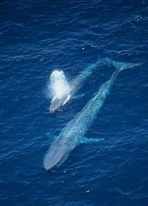 Blue whale and calf