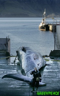 Iceland stop whaling