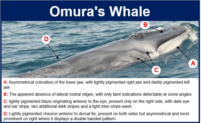 Omura whale