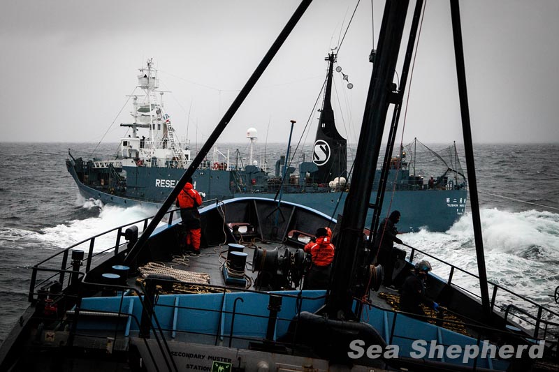Protesters Under Attack from  Japanese Whalers