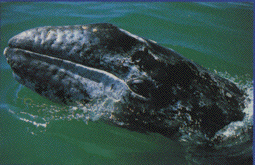 Gray whale head