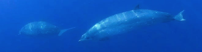 New Whale Species Found