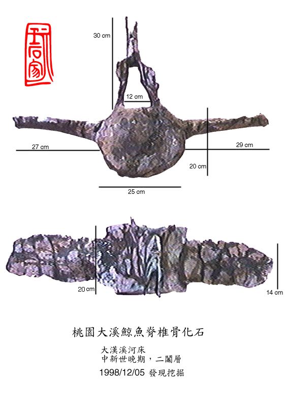 Taiwan Whale Bone Fossil
