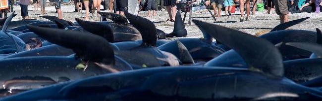 More than 650 pilot whales beached themselves along Farewell Spit at the tip of the South Island, New Zealand in two mass strandings.