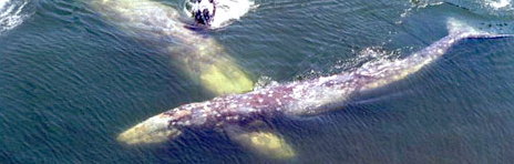 Noise from oil exploration is implicated in the plight of gray whales near Sakhalin. (September, 2008)