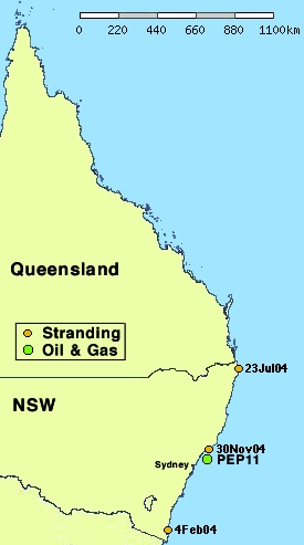 Eastern Australia Strandings