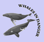 WID Whale Logo