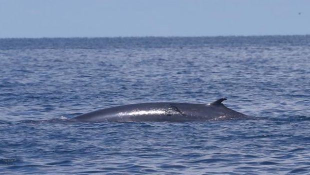 Gray whale spyhop