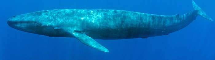 2018 Whale & Dolphin News - Whales on the Net