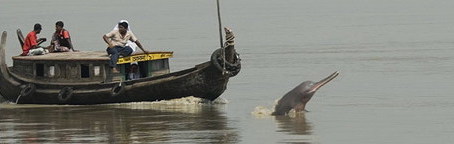 Bangladesh's majestic river dolphins at risk.
