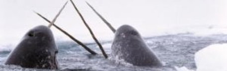 https://www.whales.org.au/news/images/header-Unicorn_whale.jpg