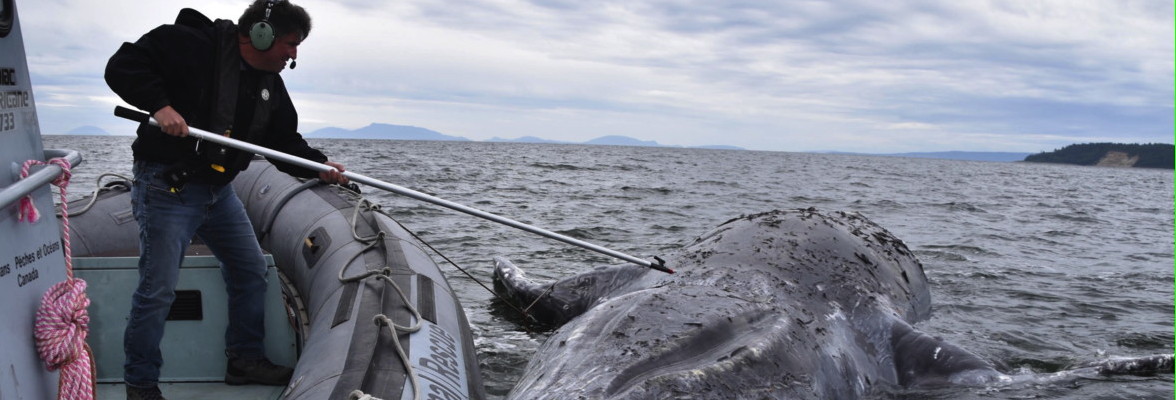 How your cat could be making beluga whales sick - Montreal