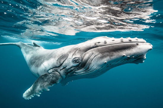 No to Delisting Humpback Whales