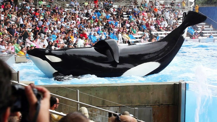 Tilikum at SeaWorld